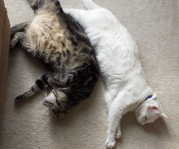 Two cats upside down on a rug.
