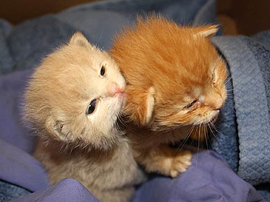 orange tabby kittens for sale orange tabby kittens for sale