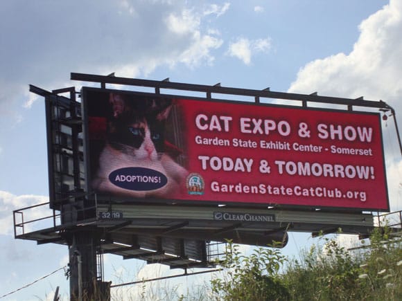 Catster Kisu Chosen To Purrmote Garden State Cat Expo Catster