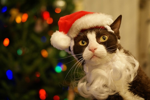 13 cute christmas cats catster
