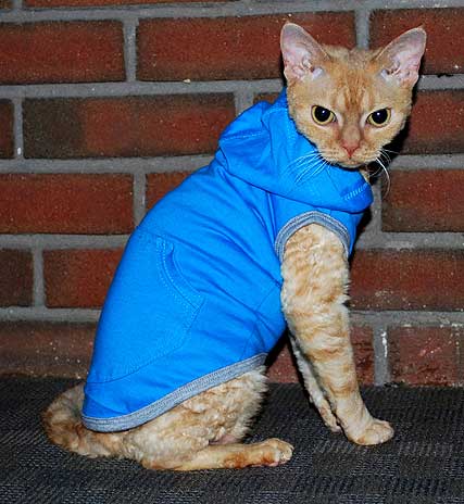 Cat Chic: 10 Furrocious Feline Fashion Designers - Catster