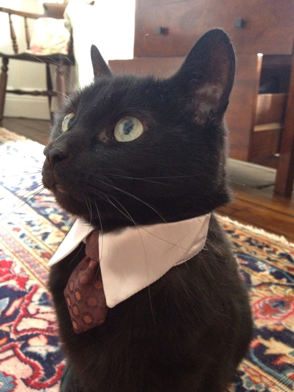 toys for cats who like hair ties