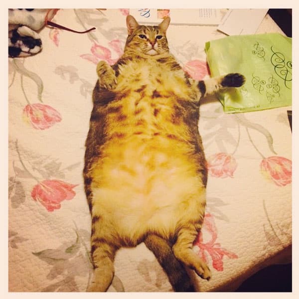 overweight cat lifespan