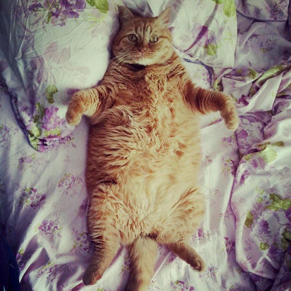 overweight cat lifespan