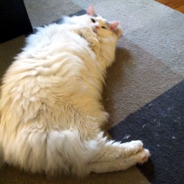 obese overweight catster epidemic