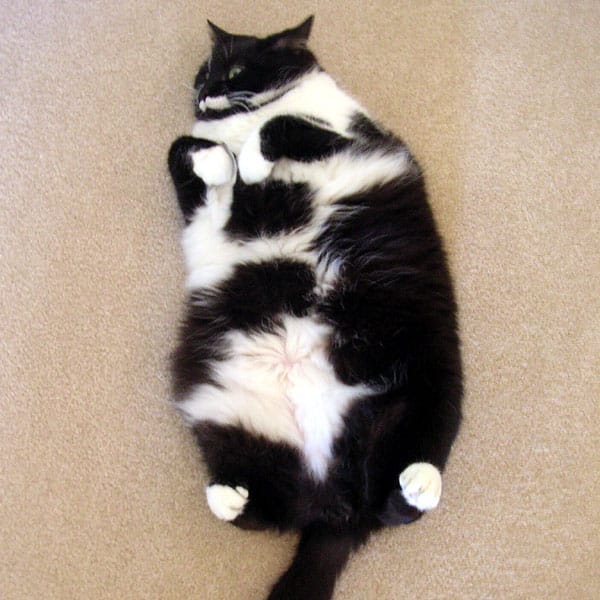 Fat Cat Epidemic 5 Signs That Your Cat Is Obese Catster 