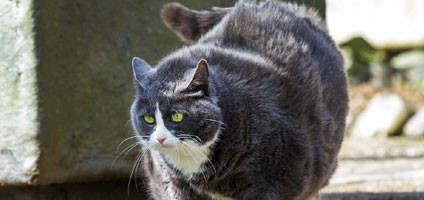 fat cat epidemic 5