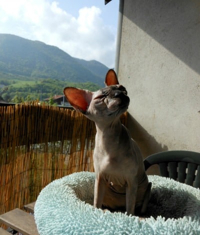 A hairless Sphynx cat on a balcony enjoying the sun. 