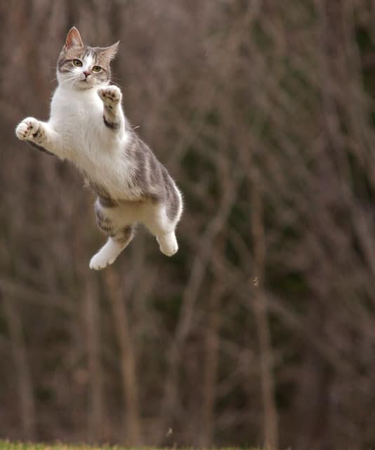 Cats Get Airborne, We Get Photos 10 Flying SuperCats Catster