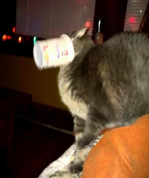 The 5 Stages of Deciding to Share Food With My Cats Catster