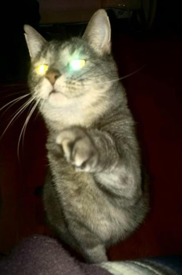 The 5 Stages of Deciding to Share Food With My Cats Catster