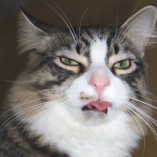 Scratch My Cats Ear Hard Enough Scratch My Cats Ear Hard Enough