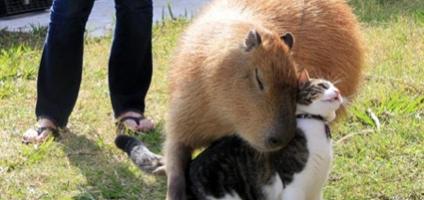 capybara madness meet a