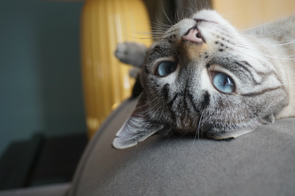 Decreasing Amount Of Cats Food Decreasing Amount Of Cats Food