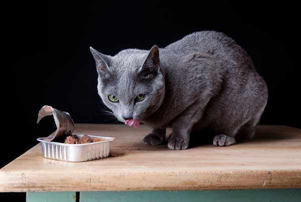 A cat with a can of wet food. 