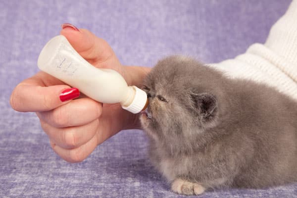 how to raise a baby kitten