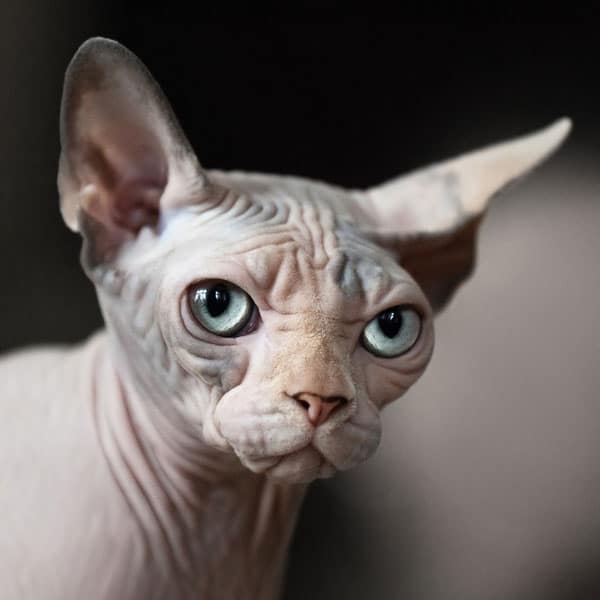 Hairless Cats: Facts About Special Cats With Special Needs - Catster