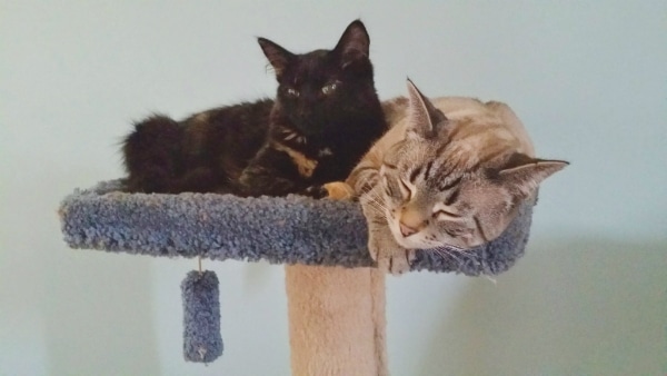 Two cats hanging out together on a cat tree.