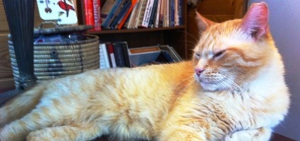 my cat has a favorite toy