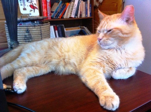 my cat has a favorite toy