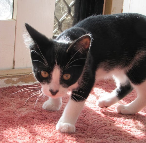 5 Kitties Who Want to Love You Right Meow Catster