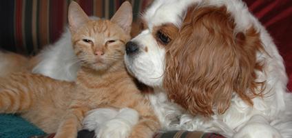 puppies that get along with cats