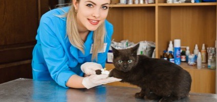 5 Reasons to Consider a Cat-Only Veterinary Clinic - Catster
