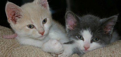ch kittens for adoption