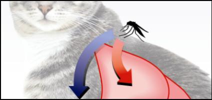 8 Things You Probably Don't Know About Cats and Heartworms ...