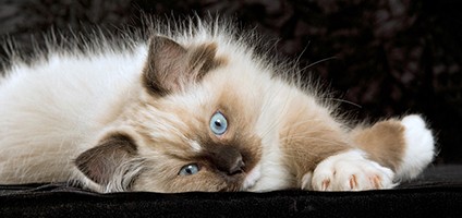 Get to Know the Ragdoll: A Large, Laid-Back Lap Cat - Catster