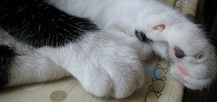 furry kitty paws