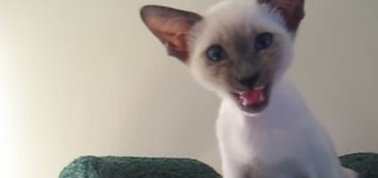 Videos We Love Cute Kittens Meowing Cutely Or Loudly Catster,Puppy Eyes Gif