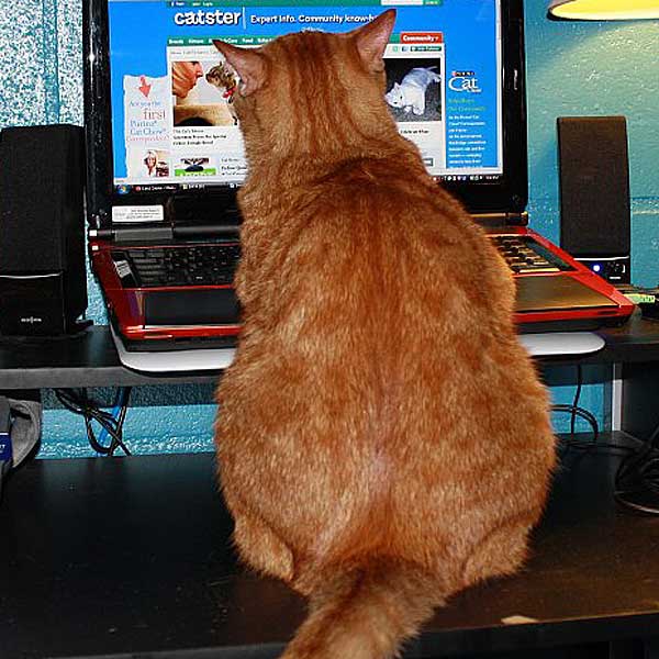 cat butt statue