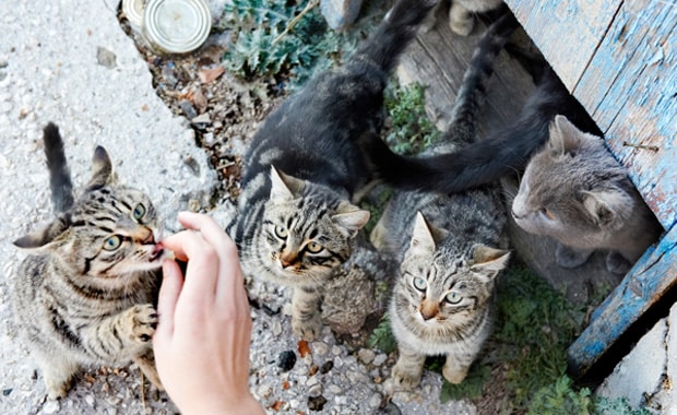 How many cats in the picture