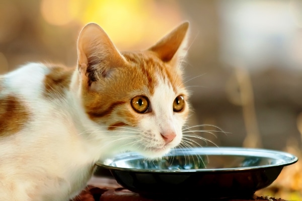 What to Do When Your Cat Gets Fussy About Eating - Catster