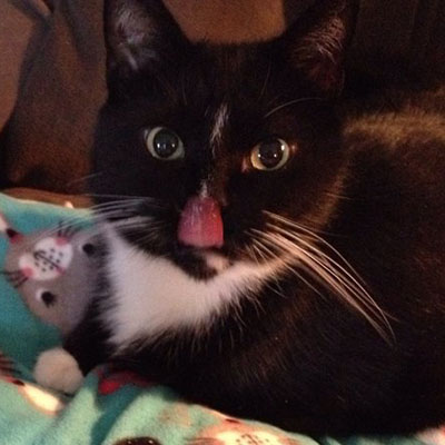 I Try to Take Nice Cat Photos, But Sometimes My Kitties Have Other