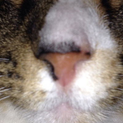 5 Things I Love About My Cats’ Noses - Catster