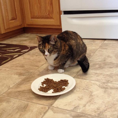 Forget Tea Leaves: I Read Patterns Left Behind in My Cat's Food Bowl ...