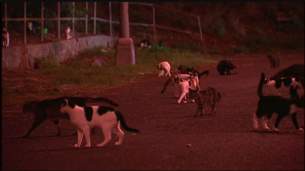 The Hawaiian Island Of Oahu Has Two Big Feral Cat Problems Catster