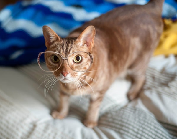 Cats Wearing Glasses: 10 Art Prints You've Got to See - Catster