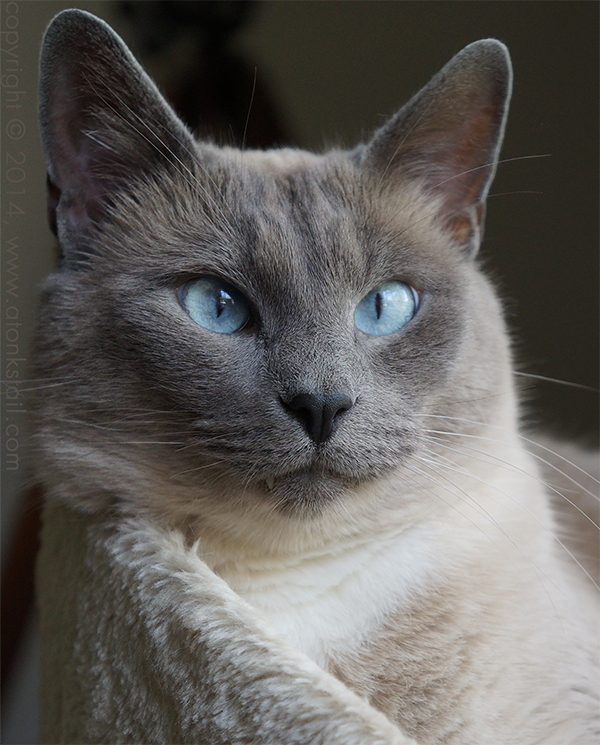 Did You Know Siamese Cats' Eyes Explain 