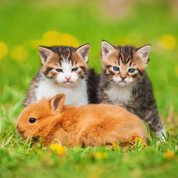 International Rabbit Day: Can Cats and Rabbits Live Together? - Catster