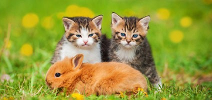 International Rabbit Day: Can Cats and Rabbits Live Together? - Catster