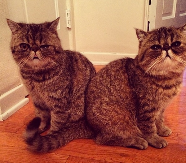 We Love Kelly Oxford’s Instagram Pictures of Her SmooshFace Cats Catster