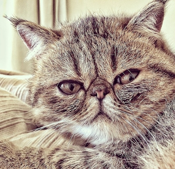 We Love Kelly Oxford’s Instagram Pictures of Her SmooshFace Cats Catster
