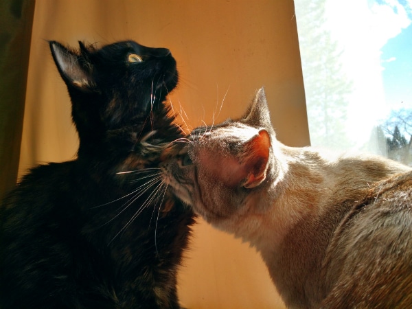 Two cats kissing each other.