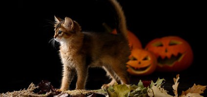 Why Cats Hate Halloween Costumes — and How to Get Your Cat to Tolerate