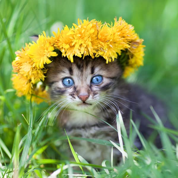 Do You Think Plants Should Have Warning Labels for Cat Owners? - Catster
