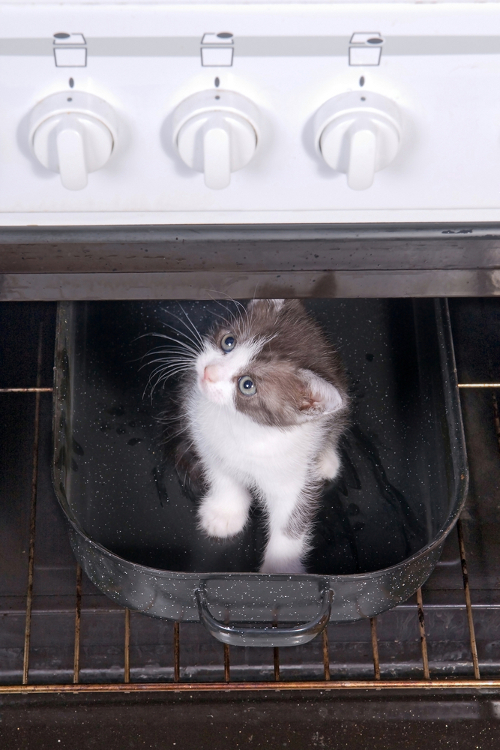 Can We Talk About About Our Least Proudest Moments as Cat Parents