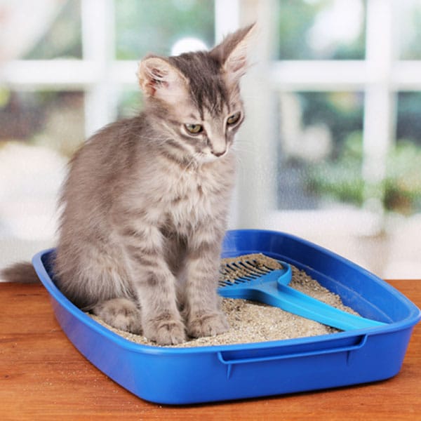 The Fanglish Dictionary of Essential Cat Slang Catster
